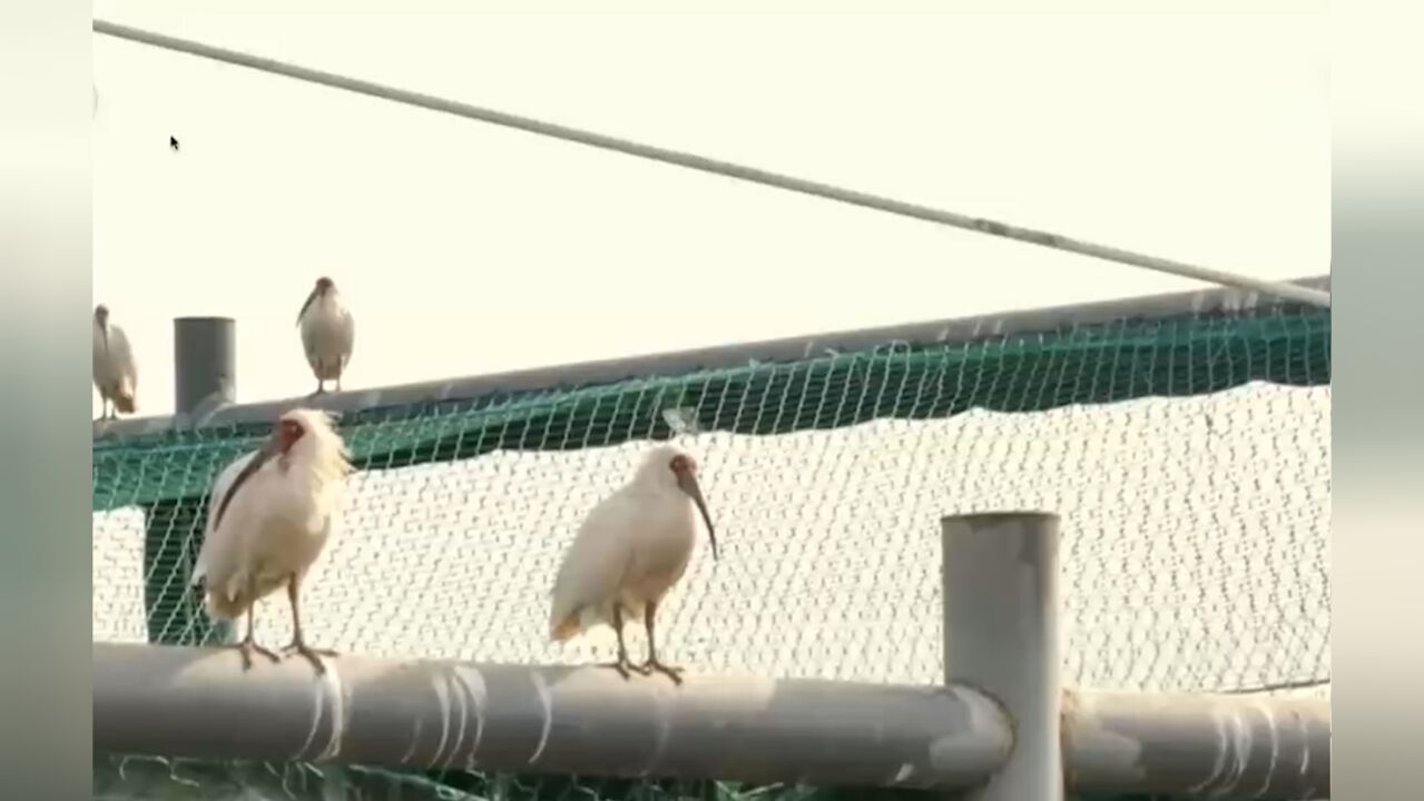 江苏盐城:安装跟踪器,监测朱鹮状态