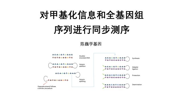 【陈巍学基因】对甲基化信息和全基因组序列进行同步测序