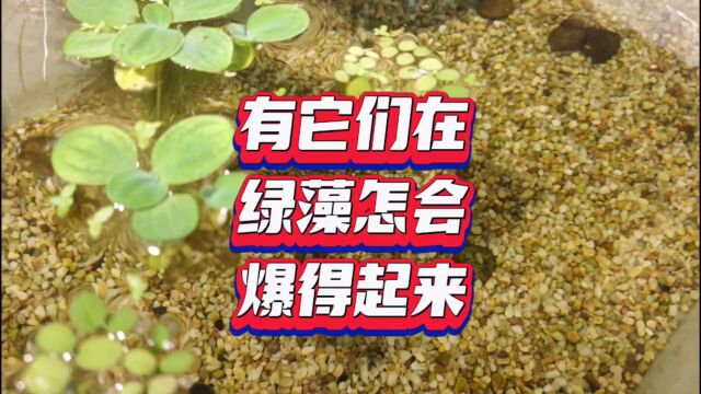 有它们在绿藻怎么可能爆发得起来?––抑制绿藻的三个实用技巧