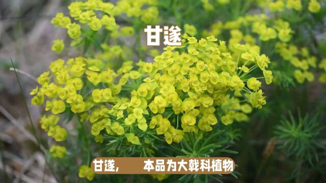 甘遂每天一点中药知识