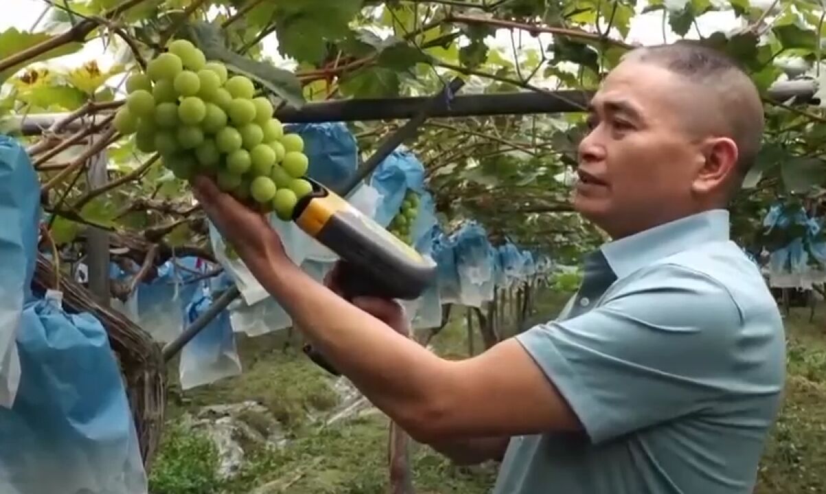 他只用一个妙招,就能让消费者买到高品质葡萄,成功实现名利双收