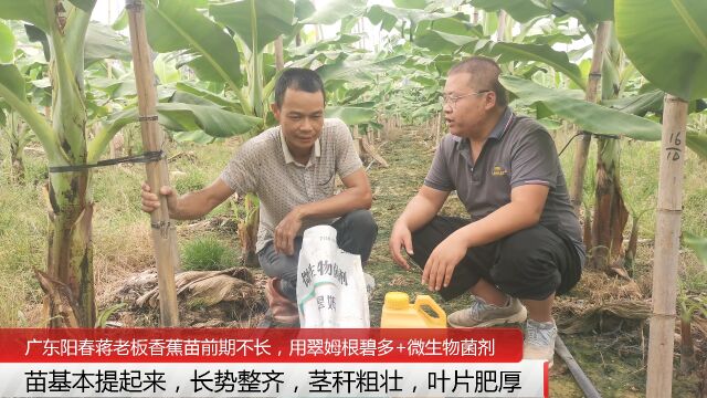 微生物菌剂广东阳春香蕉之前用什么肥料都长不起来使用拉姆拉翠姆微生物菌剂+根碧多冲施两次之后效果明显