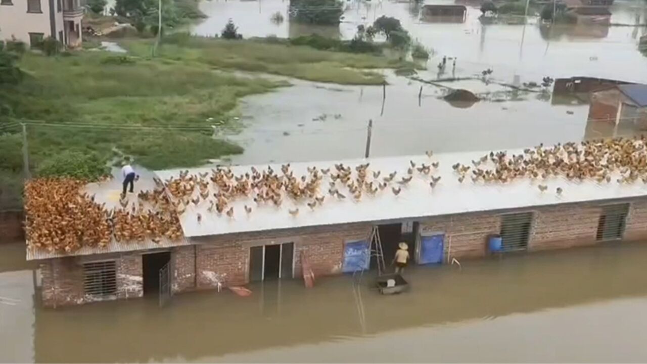 玉林降特大暴雨,养鸡场被淹损失惨重,主人将幸存的鸡转移至房顶