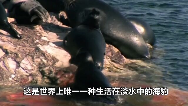 年产鱼30亿斤,平均水深730米的贝加尔湖,里面的鱼究竟有多大?贝加尔湖鱼 3