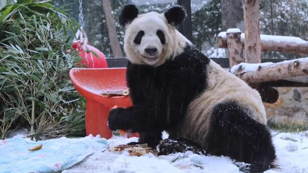 大熊猫“丫丫”归国后第一个冬天 雪地打滚化身糖霜团子