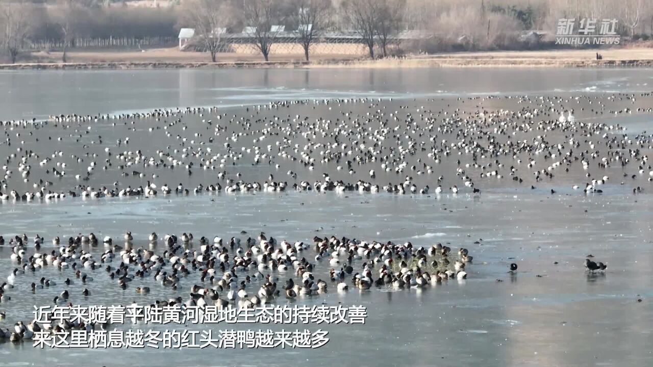 山西平陆:万余只红头潜鸭齐聚黄河湿地