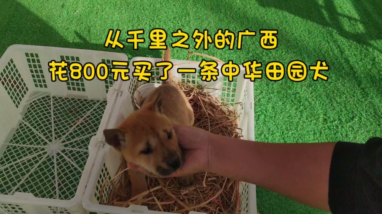 花800元,从千里之外的广西买了一条中华田园犬