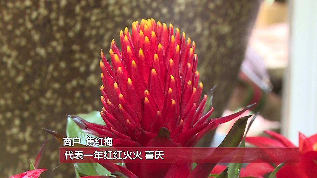 年宵花销售火爆,“马卡龙色”蝴蝶兰成龙年春节“新宠”