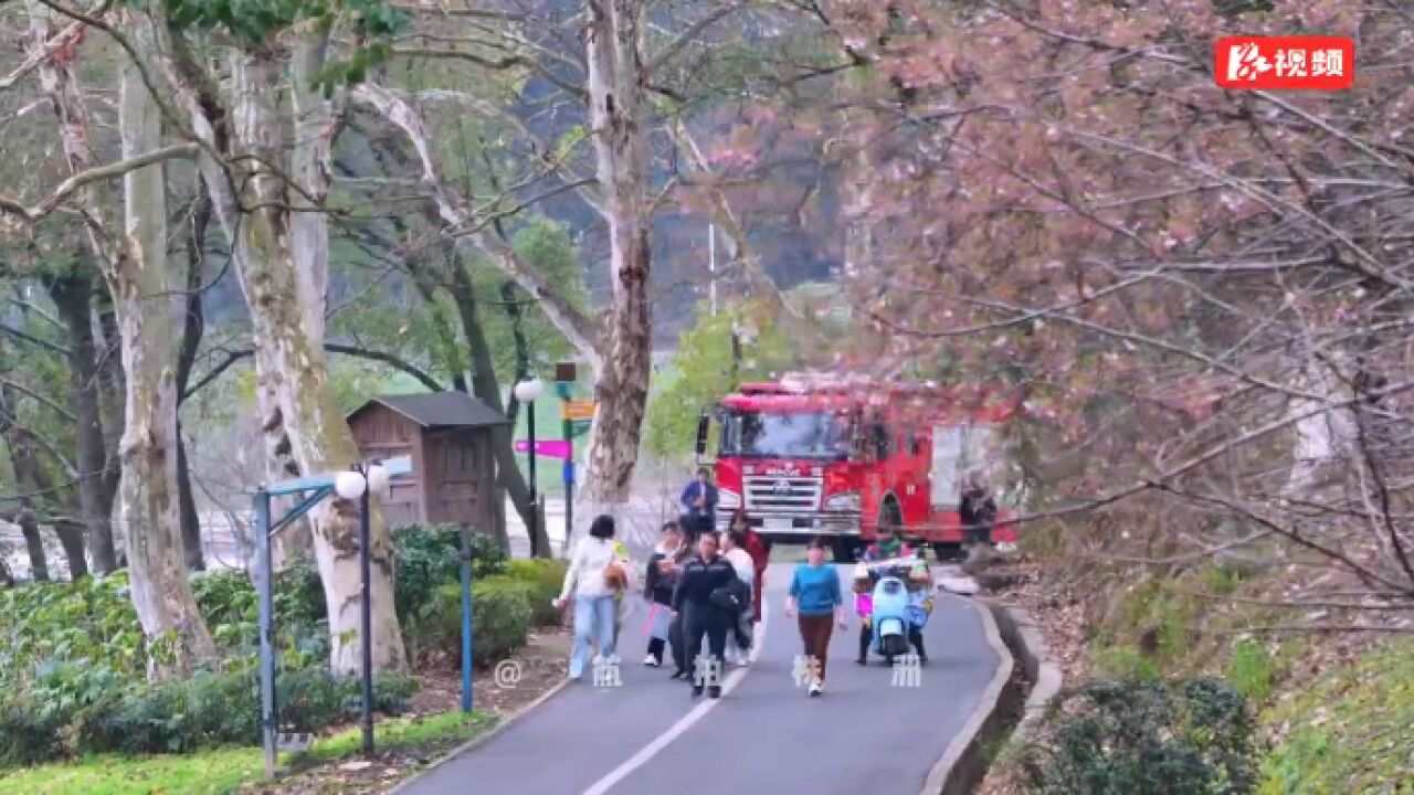 醉美踏春行丨早樱报春,株洲市石峰公园满树繁花