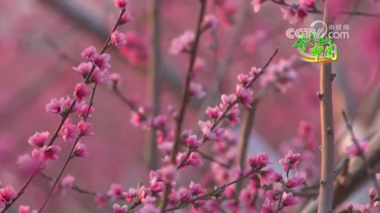 云南姚安:荒地变花海,桃花海棠引客来