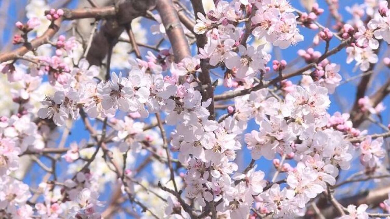 龙口:山桃花开春意浓 满园春色美如画