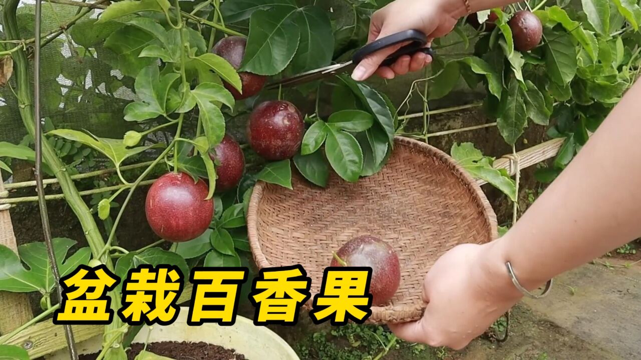 百香果千万不要从种子开始种植,要不然需要很多天才能吃上果子!