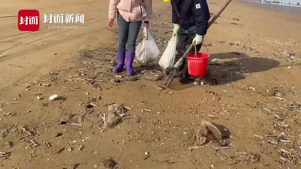 拍客丨大风过后蛏子铺满海滩 赶海市民瞬间实现“海鲜自由”