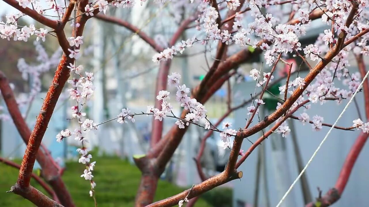 威海火炬高技术产业开发区:闻香赏花 定格春日美好