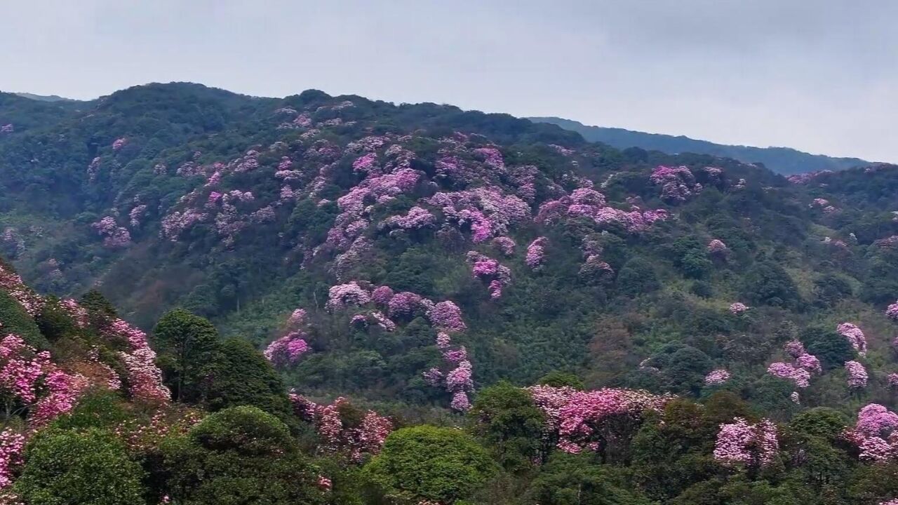 重庆南川:高山杜鹃渐入盛放期