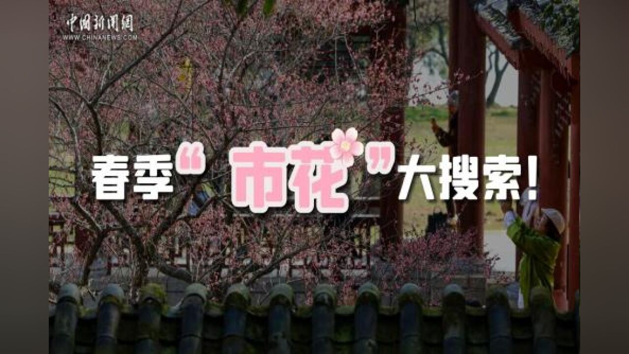 春季“市花”大搜索!其中有你的家乡吗?