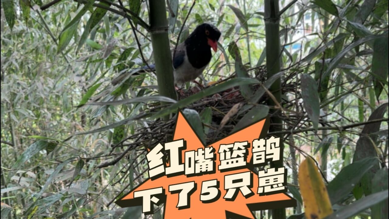 真猛哦!救助2年的红嘴蓝鹊有鸟宝宝了,有5只?