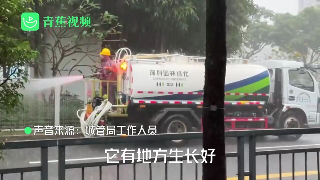 深圳园林绿化暴雨天仍给绿化带浇水惹争议:是给淋不到的区域浇水