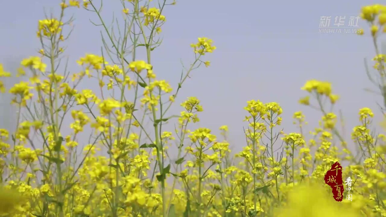 千城百县看中国|河北卢龙:油菜花绘就田园画卷