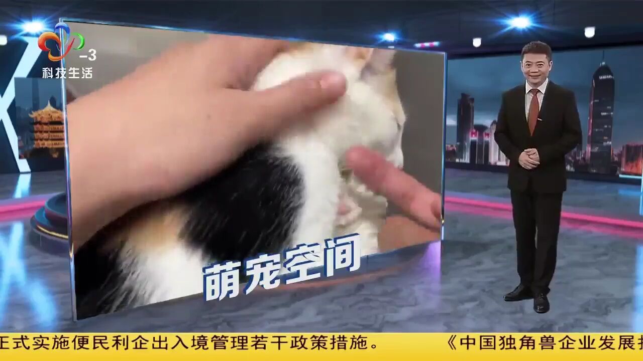 猫咪发情了怎么办?科学应对攻略得了解