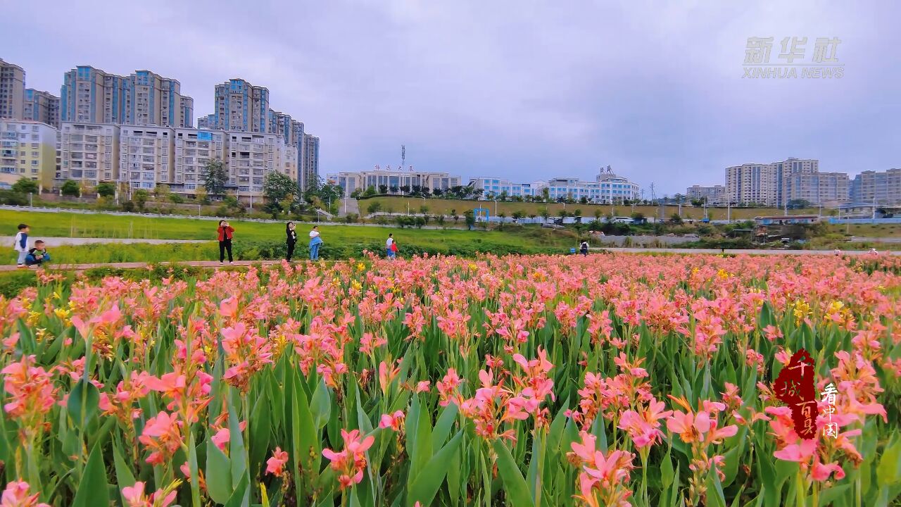 千城百县看中国|福建德化:美人蕉花开正艳