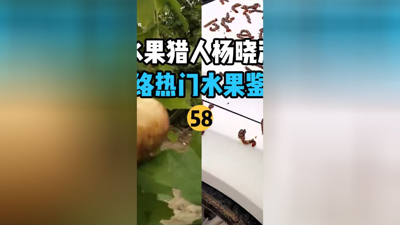 【水果猎人】网络热门水果鉴定58