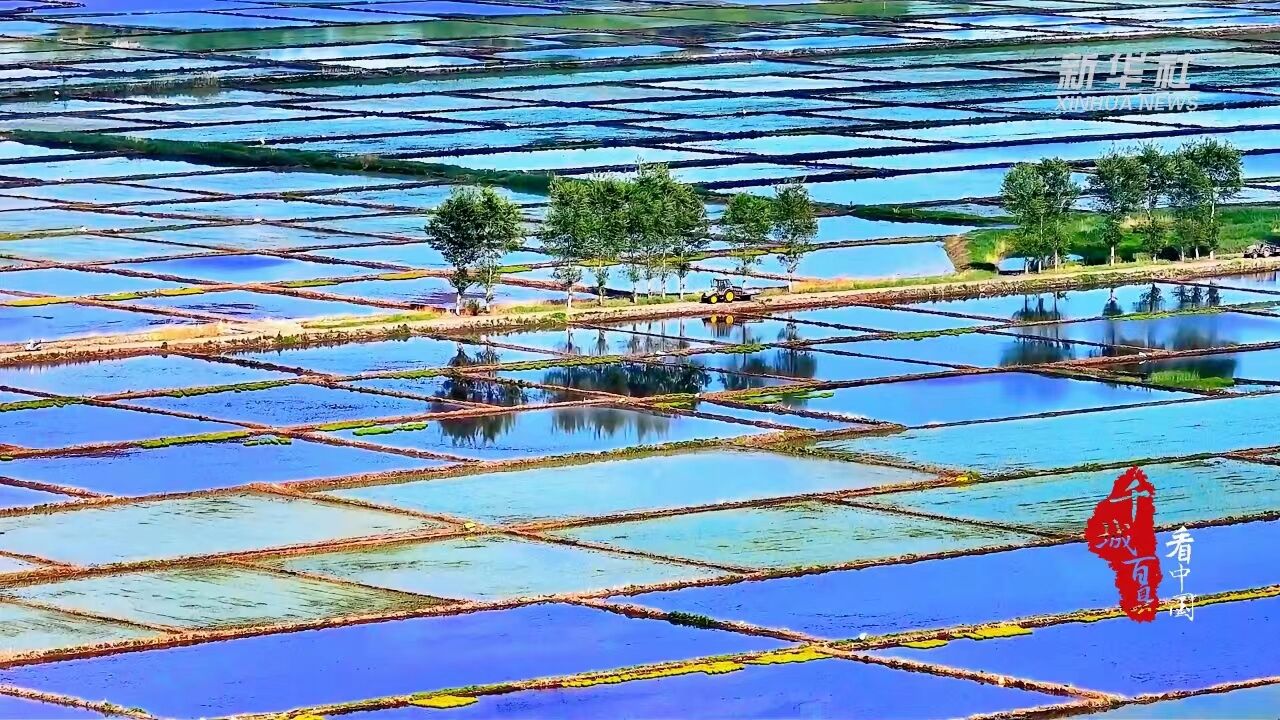 千城百县看中国|内蒙古兴安盟:水田版“天空之镜” 显大地之美