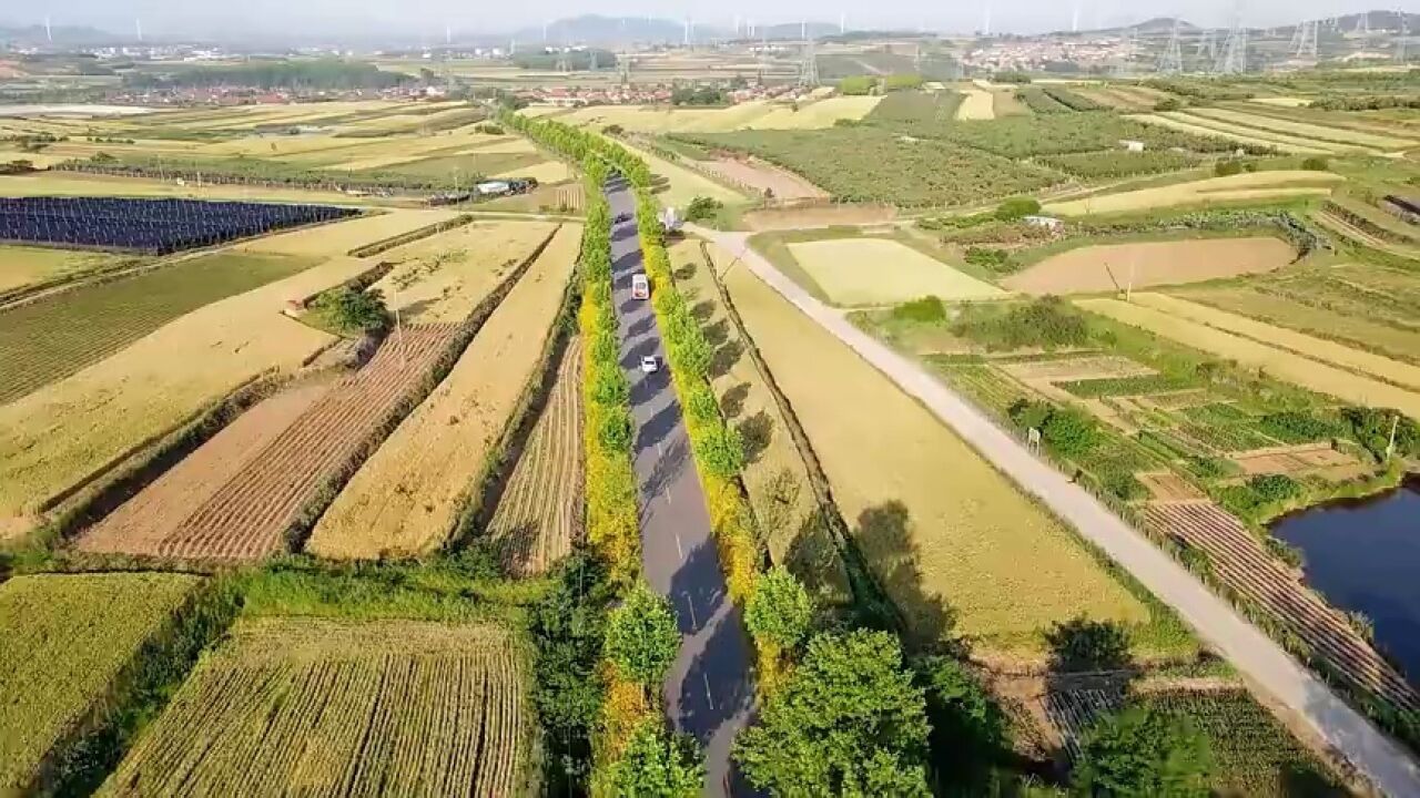 威海荣成市:夏日里的“金色浪漫”