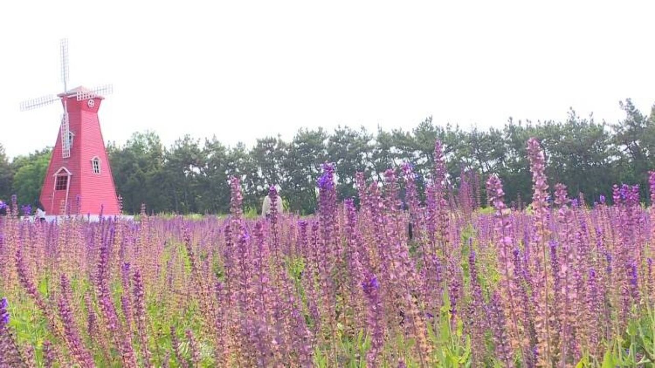 龙口:花开正艳 花海浪漫