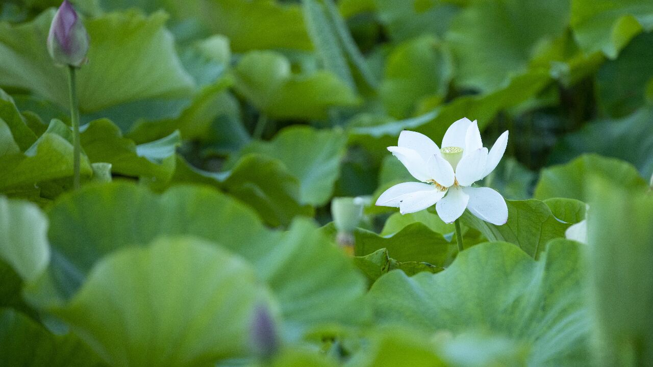 千城胜景|楚雄姚安:夏雨荷韵更妖娆