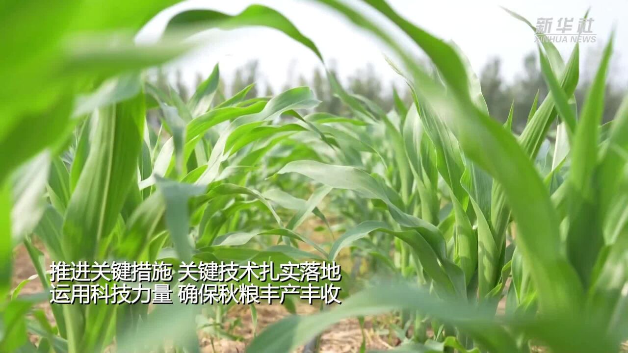 山东聊城:玉米管护尽显科技范儿