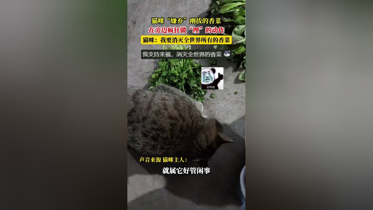 猫咪“嫌弃”刚拔的香菜,在旁边疯狂做“埋”的动作,猫咪:等我挖个坑