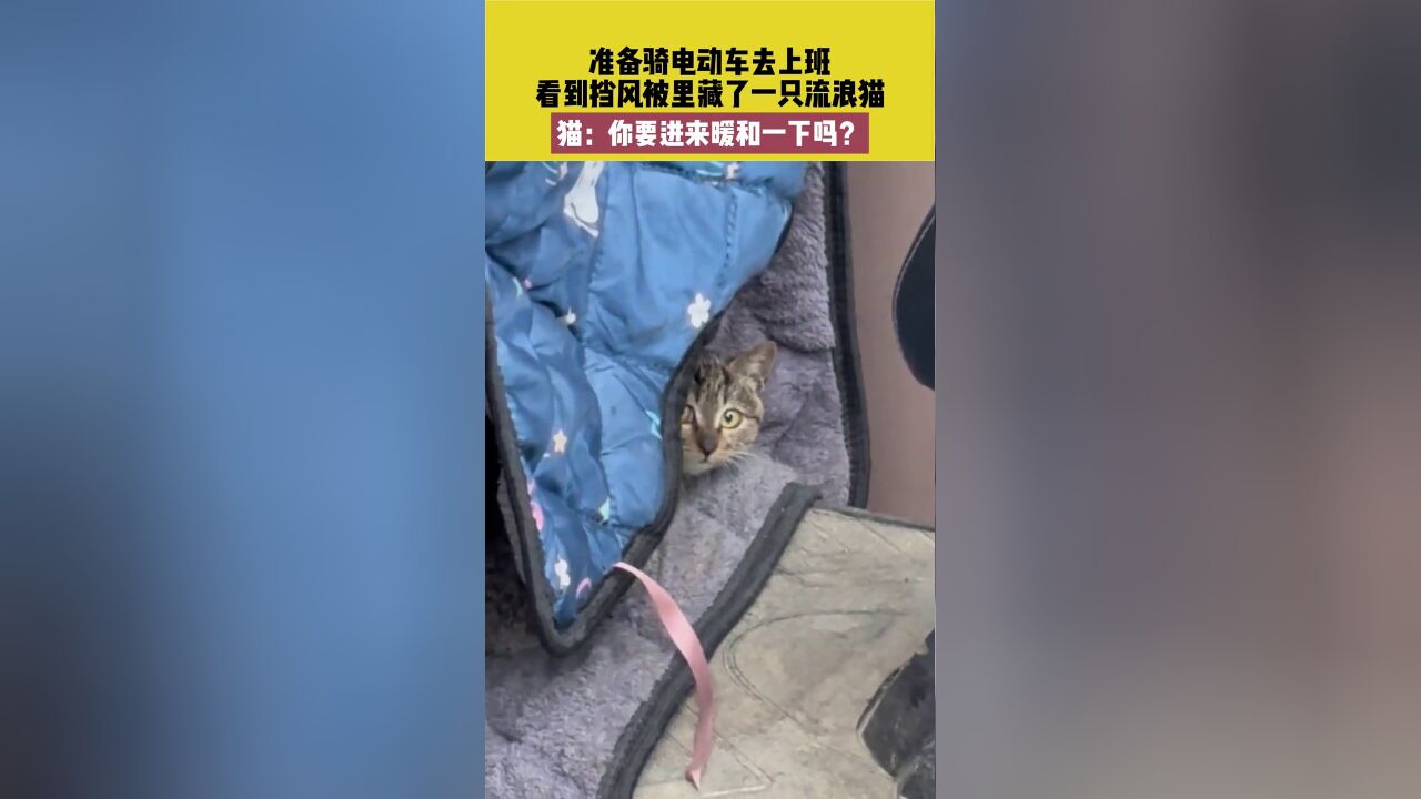 电动车挡风被里藏了一只流浪猫,猫:你要进来暖和一下吗