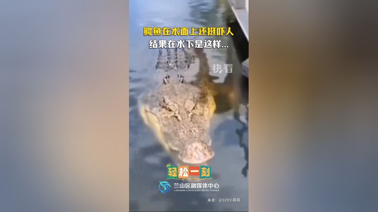 鳄鱼在水面上还挺吓人,结果在水下是这样...