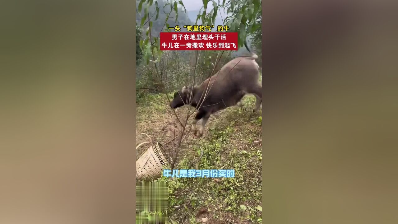 一头“狗里狗气”的牛,男子在地里埋头干活,牛儿在一旁撒欢,快乐到起飞