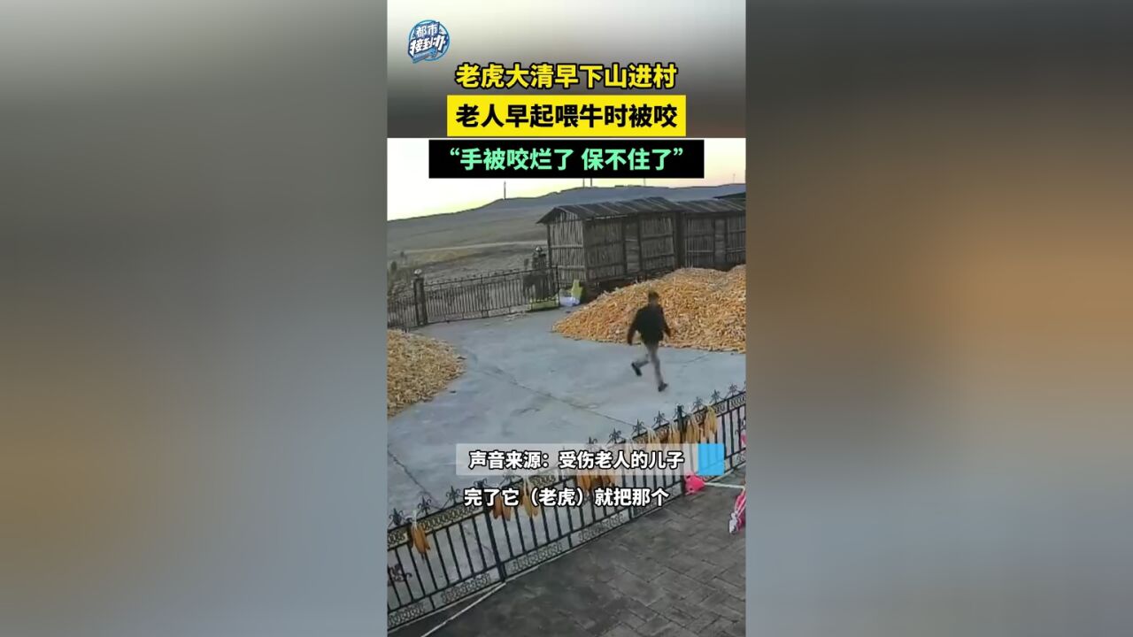 老虎大清早下山进村 老人早起喂牛时被咬“手被咬烂了 保不住了”