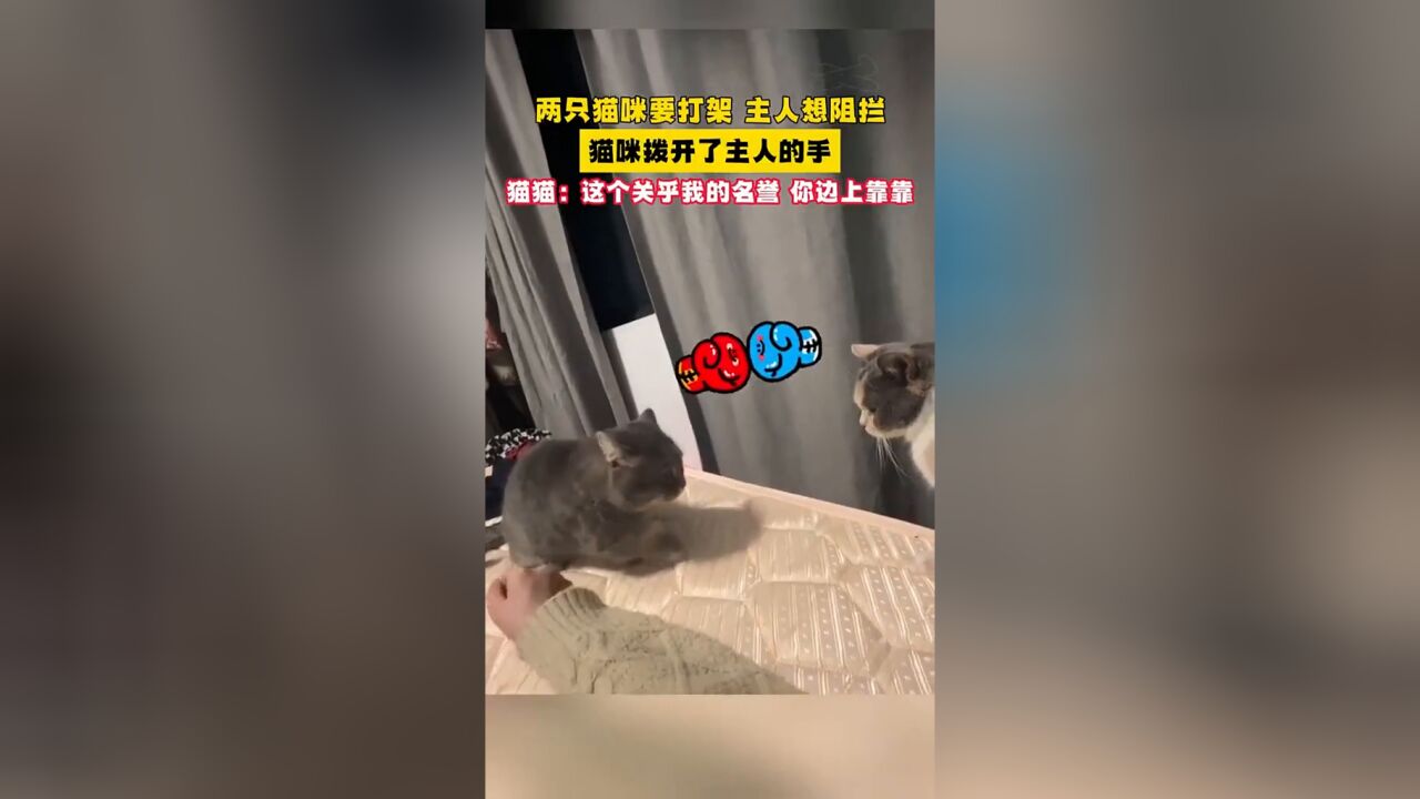 两只猫咪要打架 主人想阻拦 猫咪拨开了主人的手