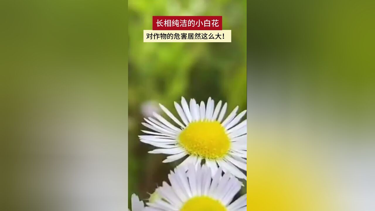 长相纯洁的小白花,对作物的危害居然这么大