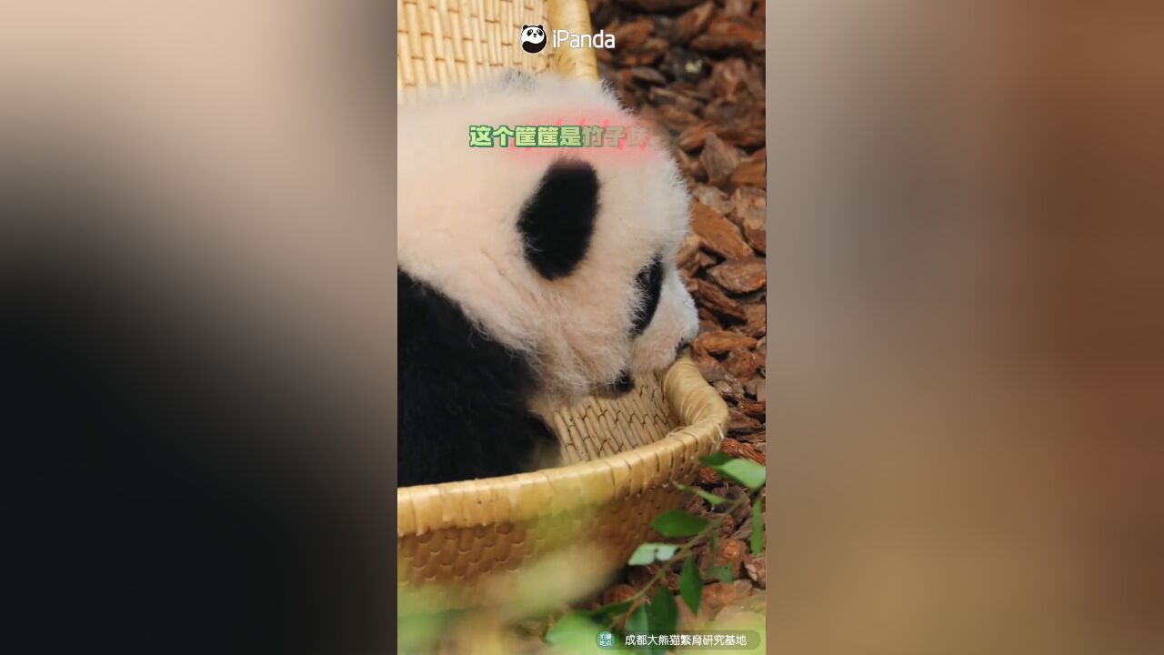 熊猫宝宝对竹子味毫无抵抗力! 果然,熊猫爱竹是刻在DNA里的