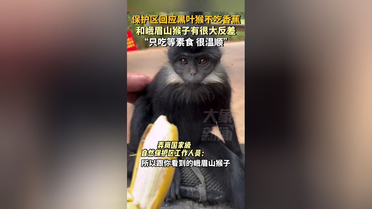 保护区回应黑叶猴不吃香蕉,和峨眉山猴子有很大反差