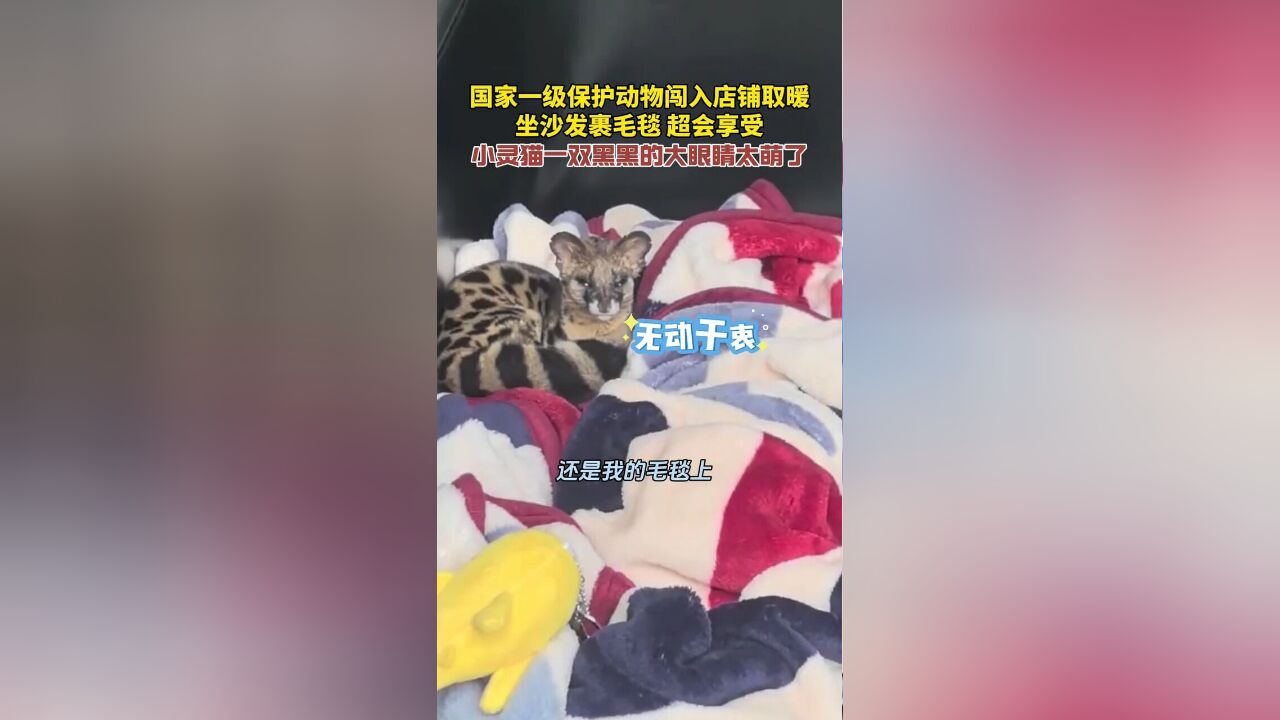 国家一级保护动物小灵猫闯入店铺取暖,坐沙发裹毛毯超会享受