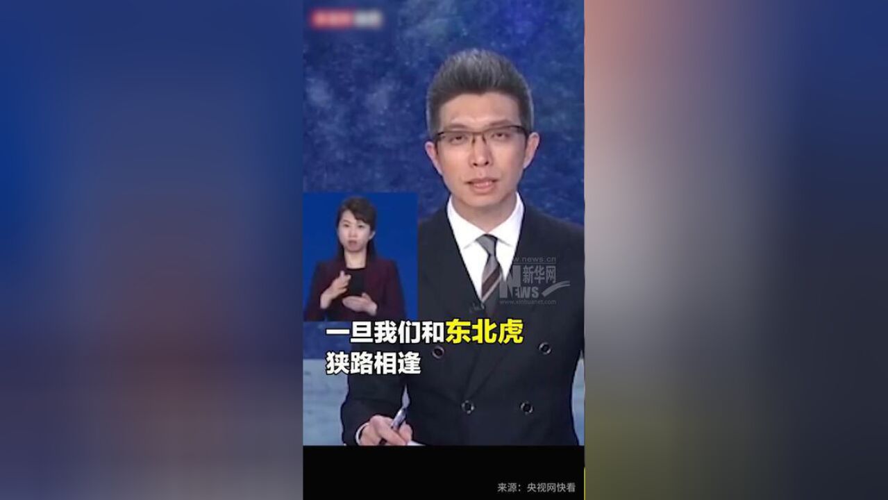 路遇东北虎如何提高生存几率?转身逃跑是最下策,倒退着走相对安全,千万不要人为挑逗老虎!