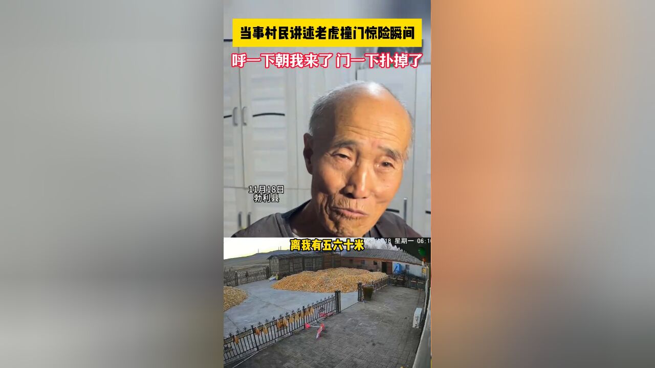 黑龙江勃利县,当事村民讲述老虎撞门惊险瞬间