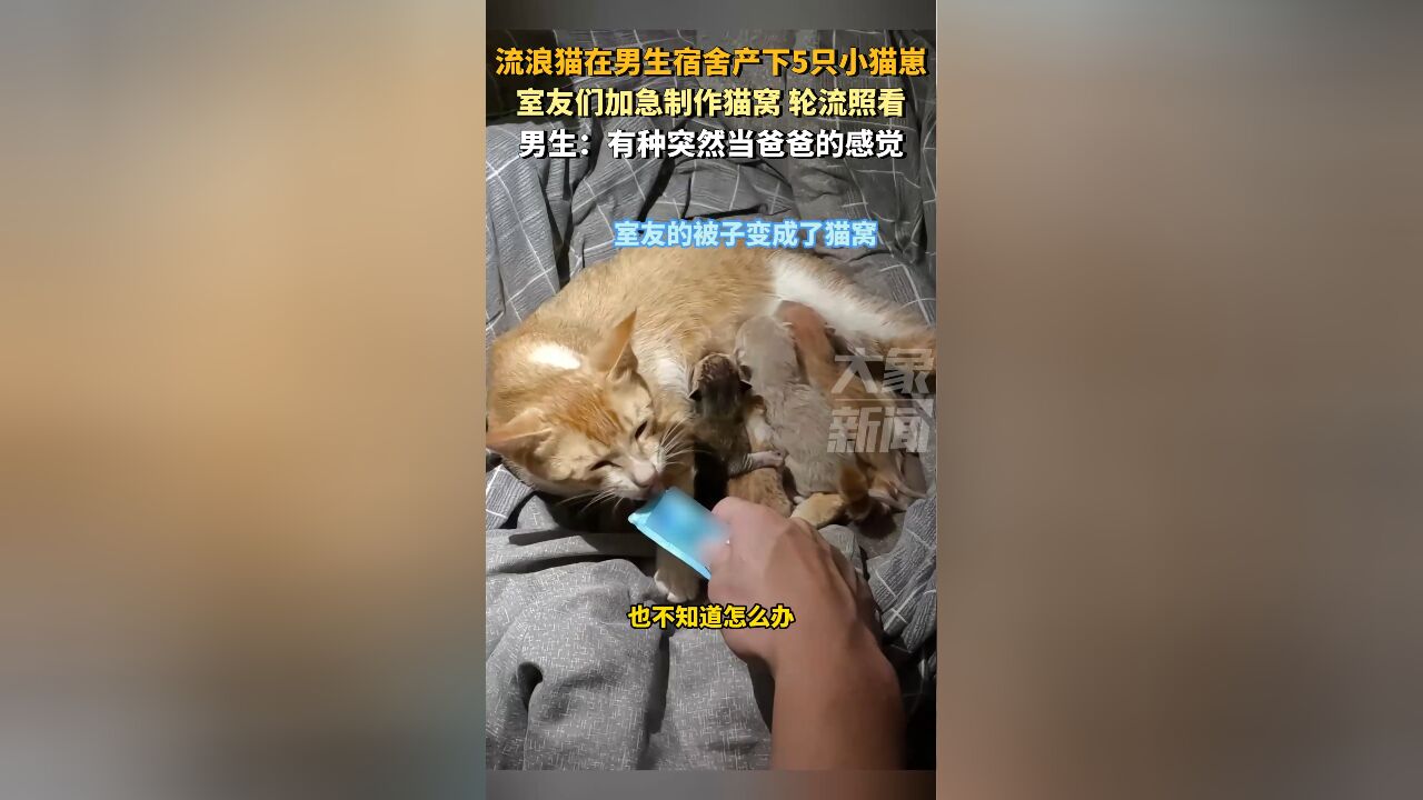 流浪猫在男生宿舍产下5只小猫崽,男生:有种当爸爸的感觉