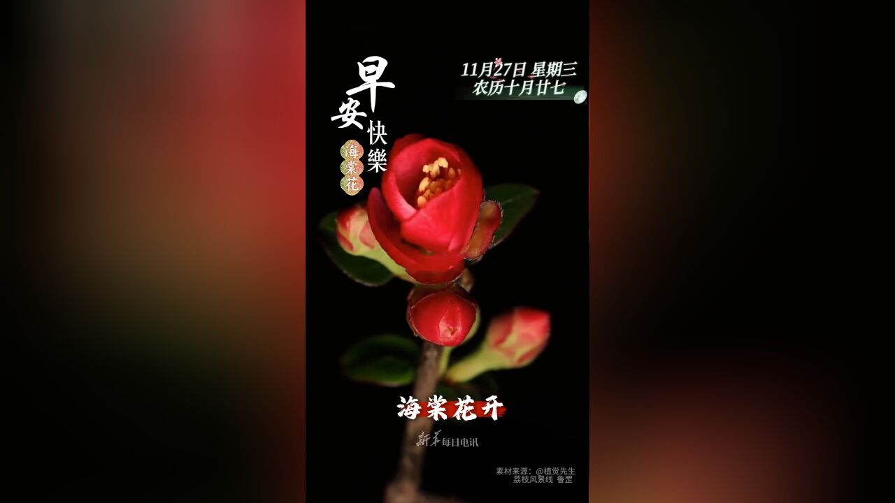 海棠花开,喜事盈门.祝您和家人岁岁安康,七星高照!