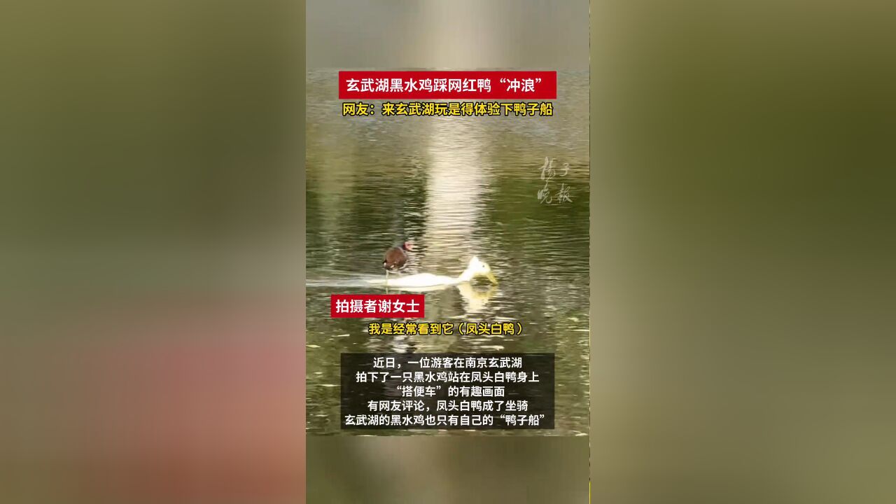 玄武湖黑水鸡踩网红鸭“冲浪”网友:来玄武湖玩是得体验下鸭子船