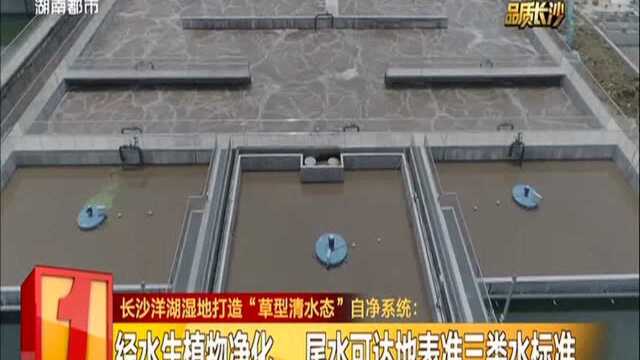 长沙洋湖湿地打造“草型清水态”自净系统:首次采用“人工湿地+自然湿地”工艺 每日处理4万吨污水