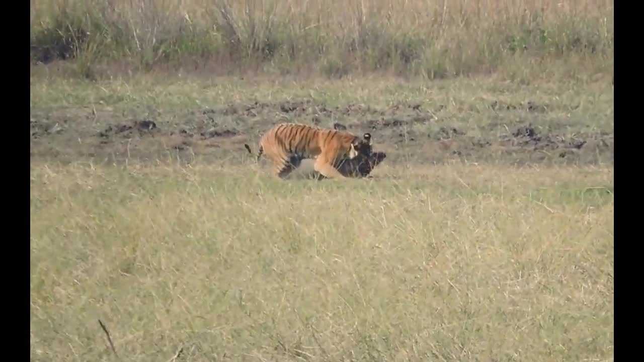 老虎扑食非洲疣猪如老鹰飞扑过去后面就看战术与力气的较量了