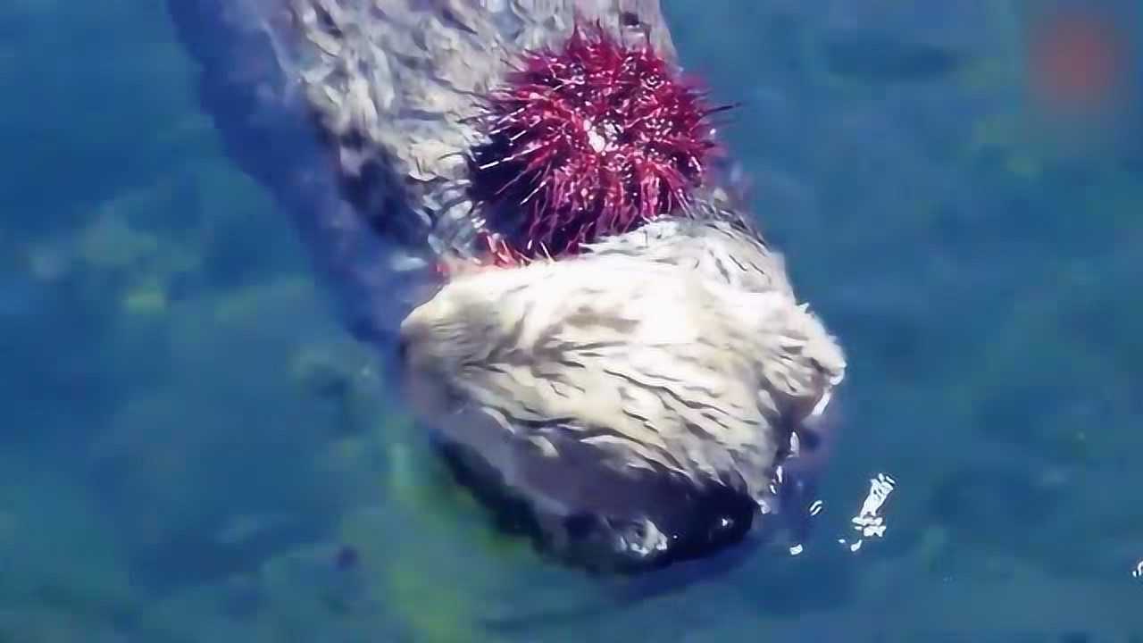 看着都牙疼海獭吃海胆大餐