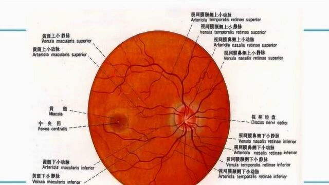 眼底镜的检查1